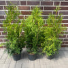 Thuja "Brabant" (80 - 100cm) im Topf