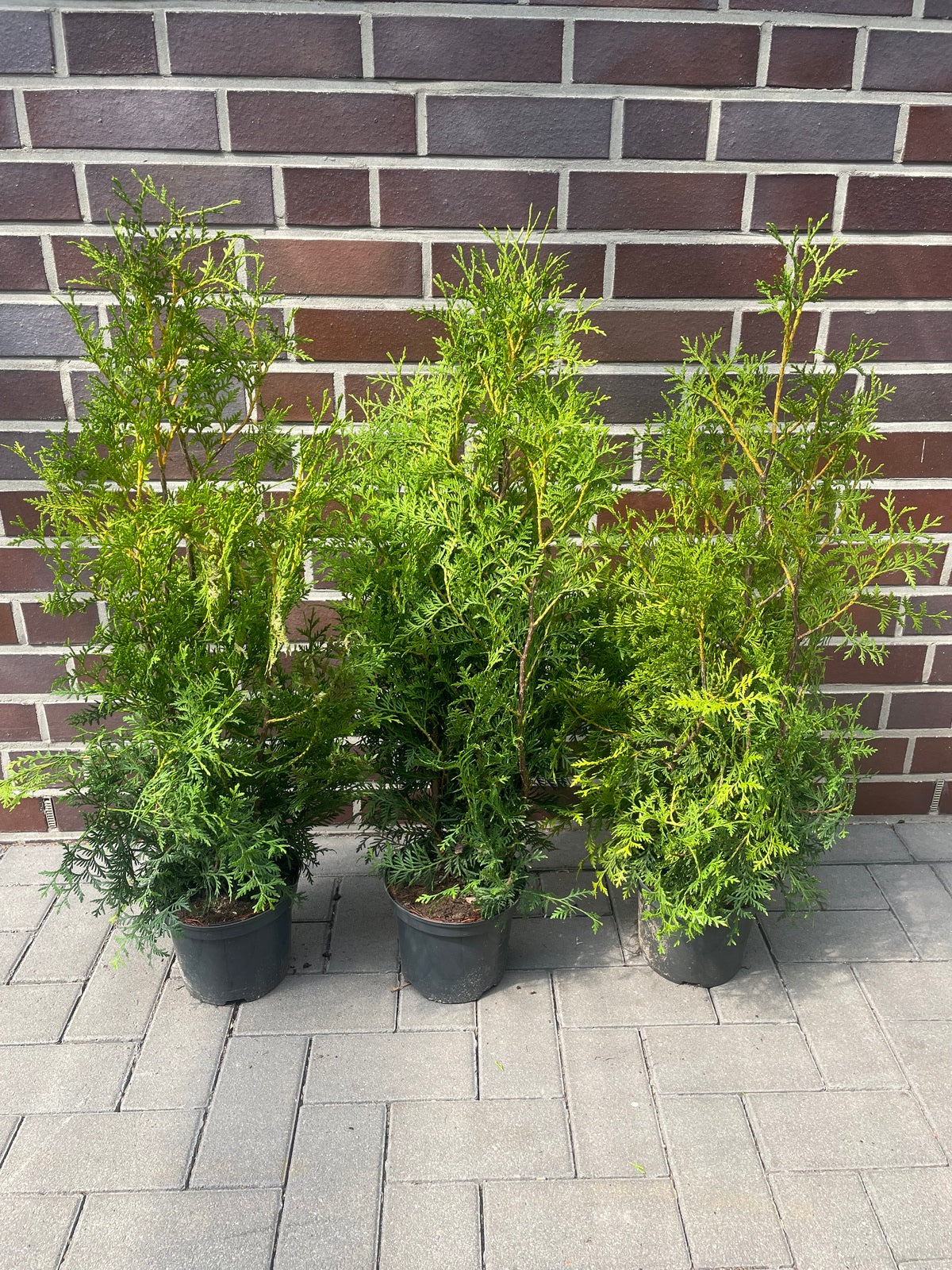 Thuja "Brabant" (80 - 100cm) im Topf