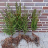 Eiben Taxus baccata