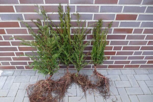 Eiben Taxus baccata