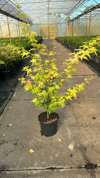 Organgegelber Fächerahorn Acer palmatum Orange Dream Ahorn