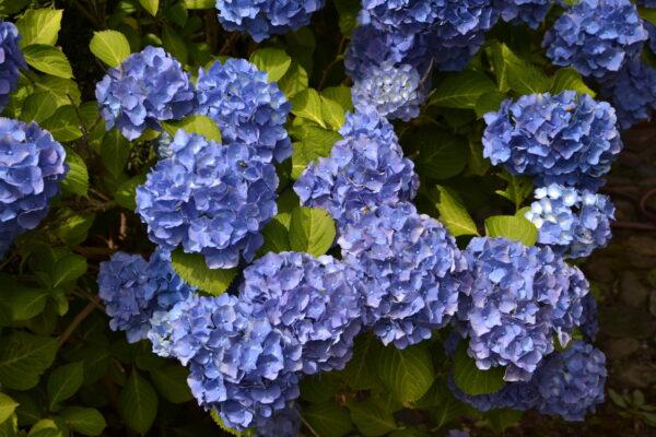 Gartenhortensie "Hydrangea macrophylla" 30-40cm im Topf- blau