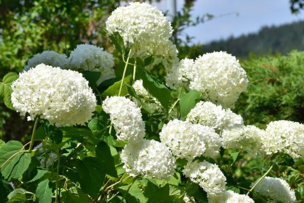 Gartenhortensie "Hydrangea macrophylla" 30-40cm im Topf- weiß