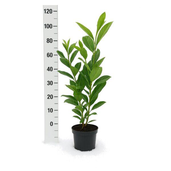 Prunus laurocerasus Novita