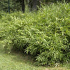 Bambus (Fargesia) Simba 125-150cm im Topf