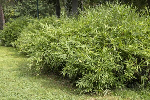 Bambus (Fargesia) Simba 125-150cm im Topf