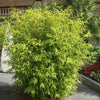 Bambus (Fargesia) Simba 100-125cm im Topf