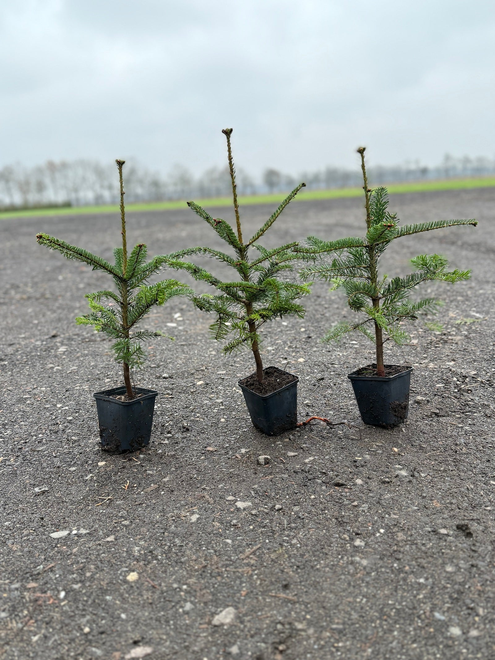 Nordmanntanne – Abies nordmanniana