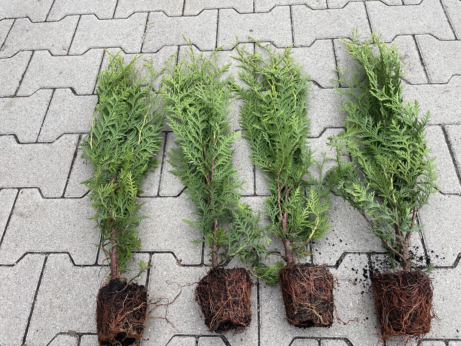 Thuja "Brabant" (60-80 cm) im Topfballen