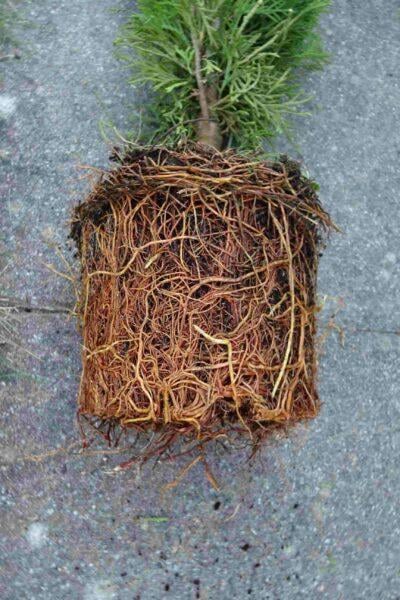 Thuja Brabant / Heckenpflanzen