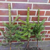 1st. Blaufichte 4j. Wurzelware 25-50cm