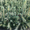 Blaufichte Picea pungens glauca