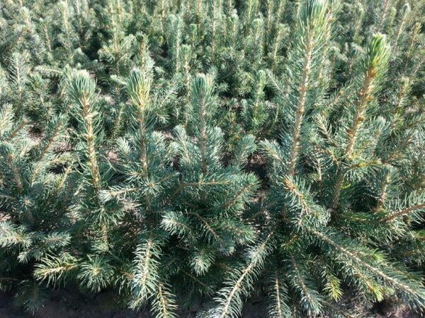 Blaufichte Picea pungens glauca