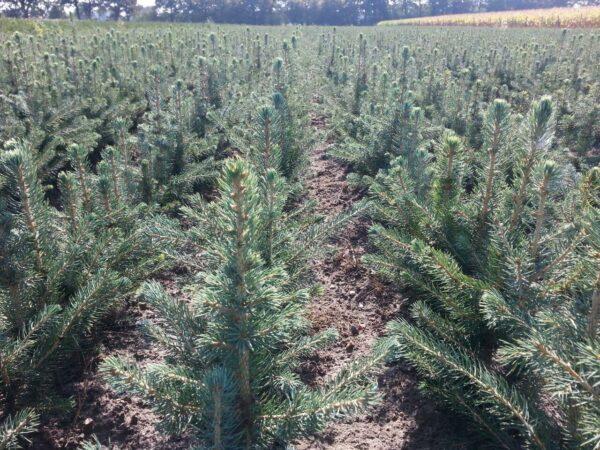 5 Blaufichten (4 Jahre) + 5 Nordmanntannen (5 Jahre)