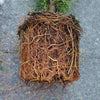 Thuja Brabant / Heckenpflanzen