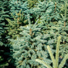 Blaufichte Picea pungens glauca
