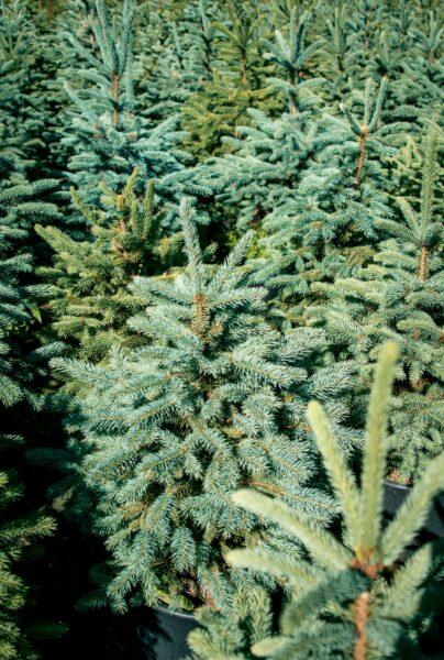 Blaufichte Picea pungens glauca