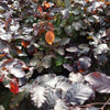 Blutbuche Fagus sylvatica Purpurea
