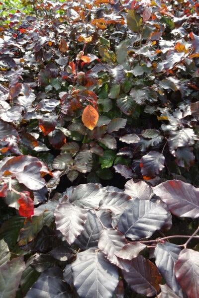 Blutbuche Fagus sylvatica Purpurea