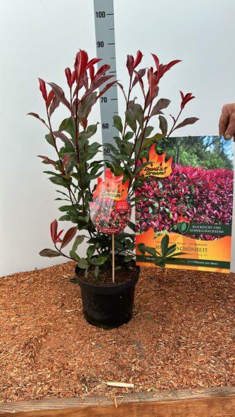 Rotlaubige Glanzmispel 'Devil's Dream' 60-80cm im Topf