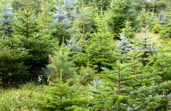 Rotfichte Picea abies