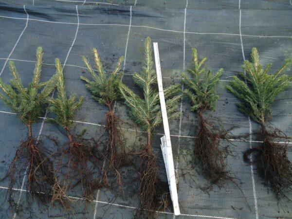 Rotfichte Picea abies