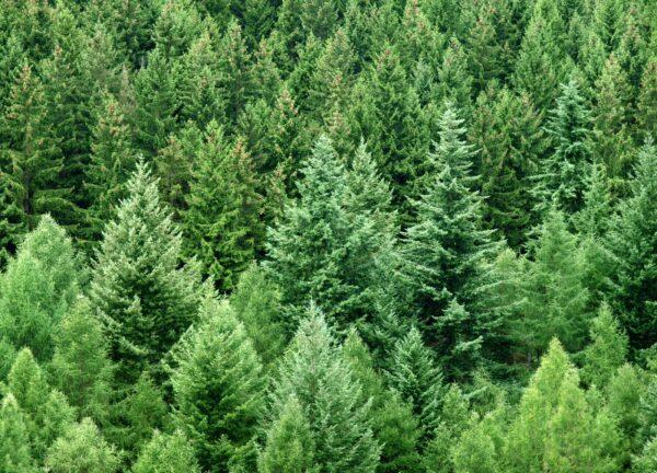 Weisstanne Abies Alba