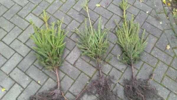 Rotfichte Picea abies