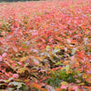 Quercus rubra Roteiche (50 - 80 cm)