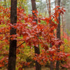 Roteiche Quercus rubra