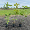 Roteiche Quercus rubra