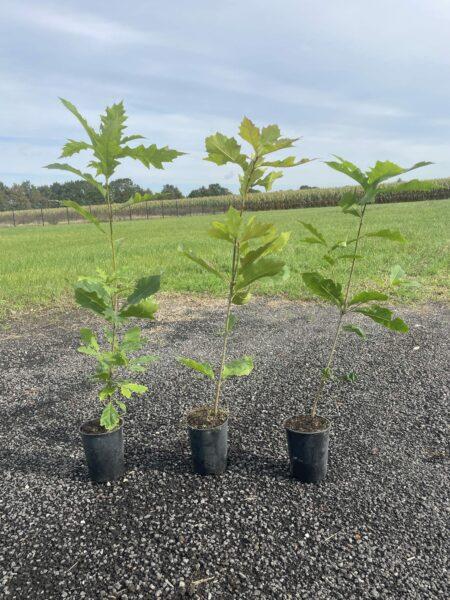 Roteiche Quercus rubra