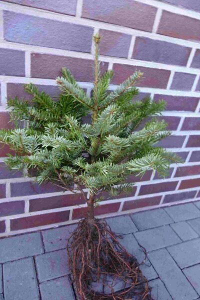 Nordmanntannen-Set (250 Stück)