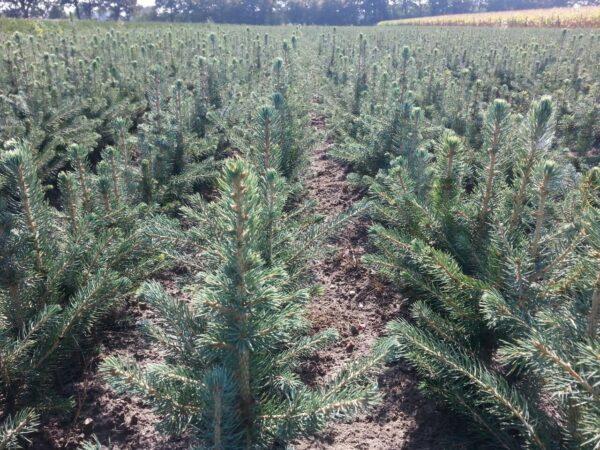 5 Blaufichten 4 J. + 5 Nordmanntannen 5 J.