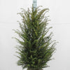 Eibe (80 - 120 cm) Taxus baccata als starke Ballenware