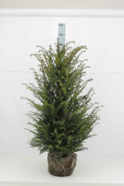Eibe (80 - 120 cm) Taxus baccata als starke Ballenware