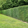 Eibenhecke Taxus