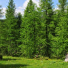 Europäische Lärche Larix decidua