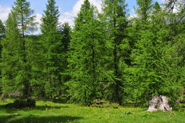 Europäische Lärche Larix decidua