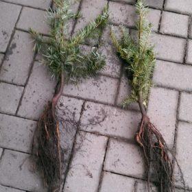 Große Küstentanne Abies grandis