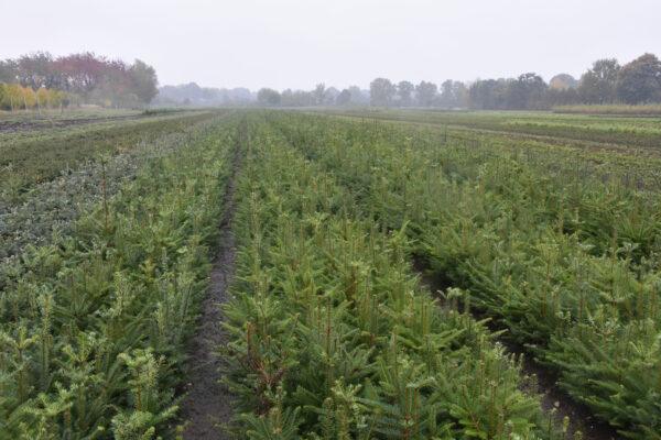 Große Küstentanne 20 - 40 cm 4 J. Wurzelware