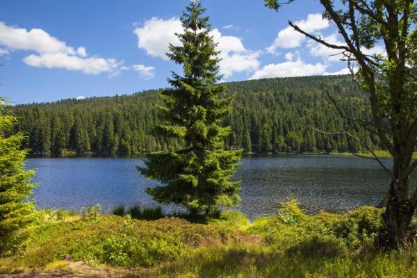 Große Küstentanne Abies grandis