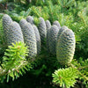 Koreatanne Abies koreana