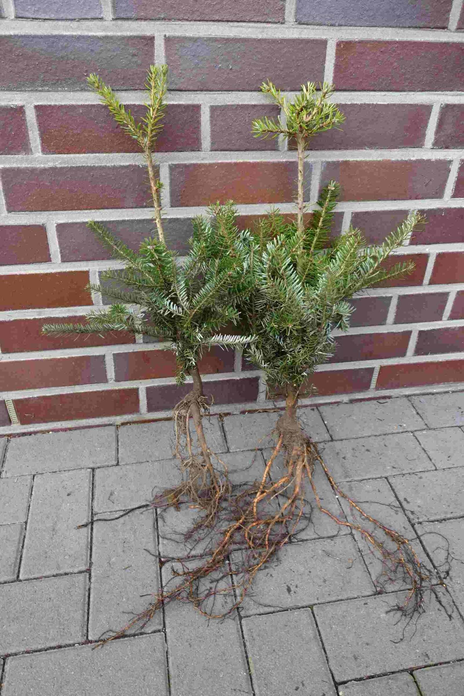 Koreatanne Abies koreana