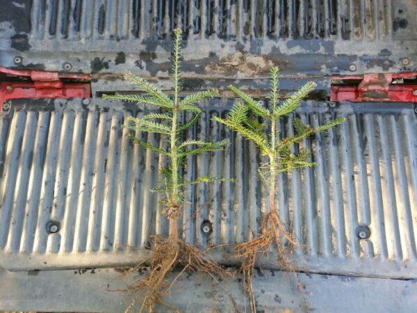 Weisstanne – Abies alba