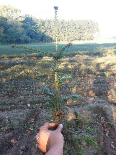 Weisstanne – Abies alba