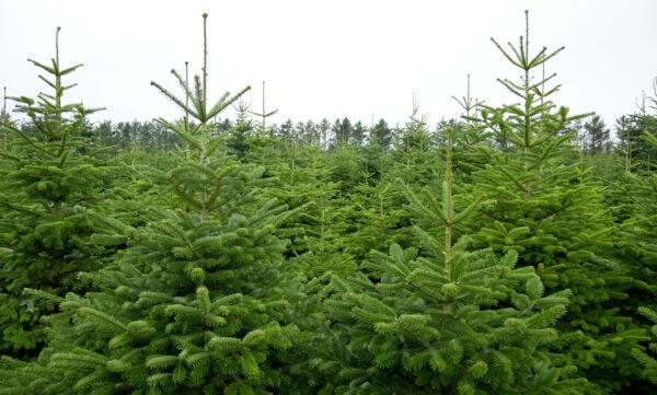 Weisstanne – Abies alba
