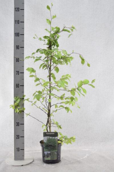 Rotbuche Fagus sylvatica