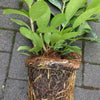Kirschlorbeer Genolia®140-160cm Buschig XXL im großem 7,5L Topf