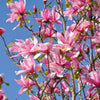 Magnolie Susan 60-80cm im großem Topf